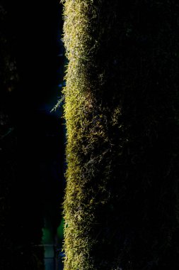 Yosun yeşili ağaç gövdesi 