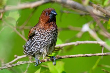 Bir kuş pullu yakın plan - göğüslü munia lonchura punctulata