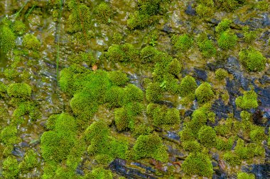  Yakından bakınca yeşil yosun. 