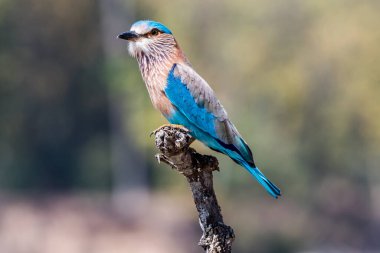 Bir ağacın dalında bir kuş oturuyor..