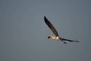 Balık yakalayan boyalı leylek