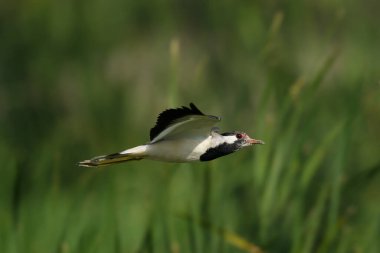 Yeşil arka planda uçan güzel kuş.