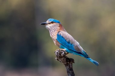 Ağaç dalında Hint silindiri