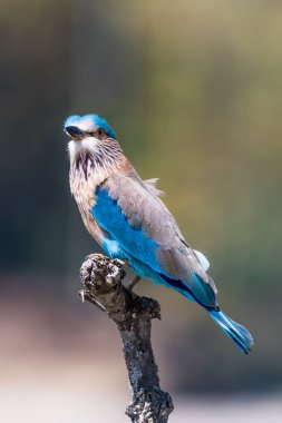 Ağaç dalında Hint silindiri