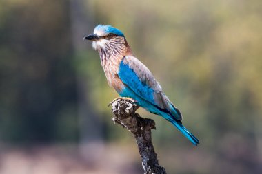 Ağaç dalında Hint silindiri