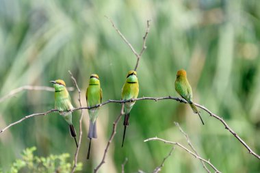 Yeşil arı yiyiciler sürüsü