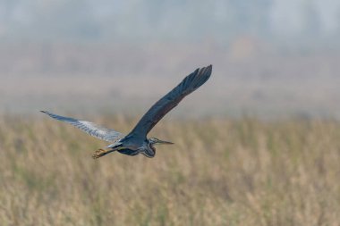 Doğadaki güzel kuşun manzarası