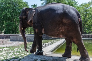 Havuzun kenarındaki Hint Fili