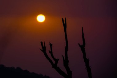 Kuru ağaç dallarının silueti, çölde gün batımı.