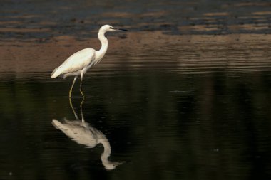 Sudaki beyaz balıkçıl