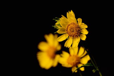 Siyah arkaplanda güzel sarı çiçekler