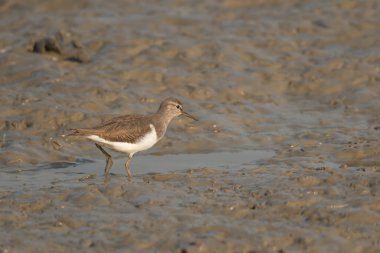 Sudaki kahverengi kuşu yakından çek.