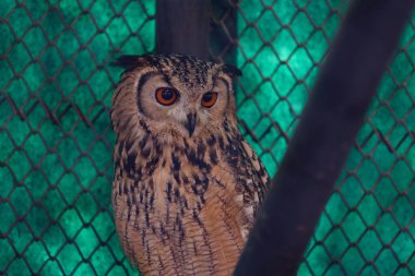 Baykuş kafeste, yakın plan 