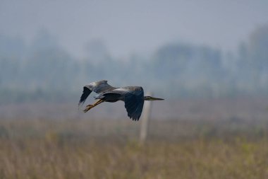 Vahşi doğada büyük bir balıkçıl (ardea cinerea)