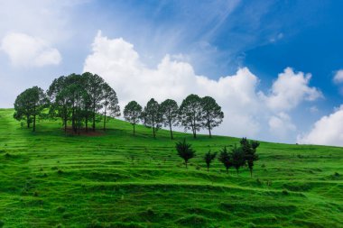 yeşil çimenli tepe ve mavi gökyüzü