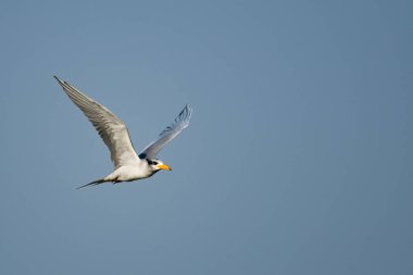 Martı gökyüzünde uçuyor.