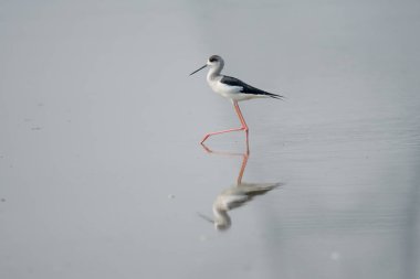 Bayağı uzunbacak su