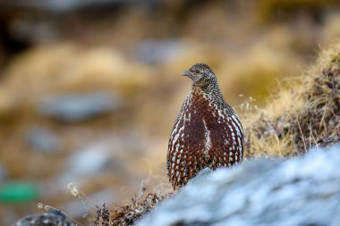 Ormanda bir erkek sülünün yakın plan fotoğrafı.