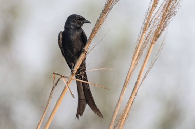 Bir ağacın dalında küçük siyah bir kuş