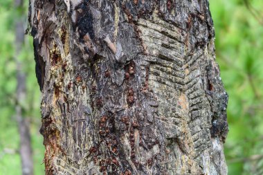 ağaç kabuğu dokusu, arkaplan