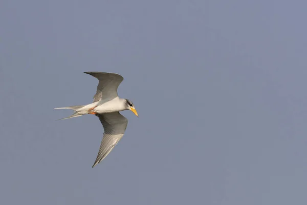 Pássaro Branco Voando Céu — Fotografia de Stock