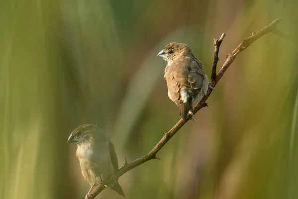Indian Silverbill Munia Birds Perching Branch — Stock Photo, Image