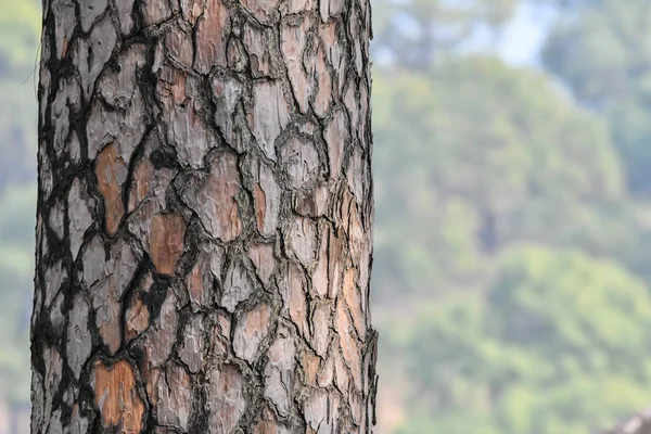 Textura Corteza Árbol Primer Plano —  Fotos de Stock