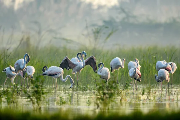 Vackra Flamingos Vattnet — Stockfoto