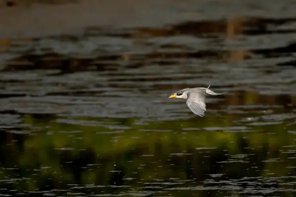 Rivier Stern Vogel Vliegen Het Water Bij Zonsopgang — Stockfoto