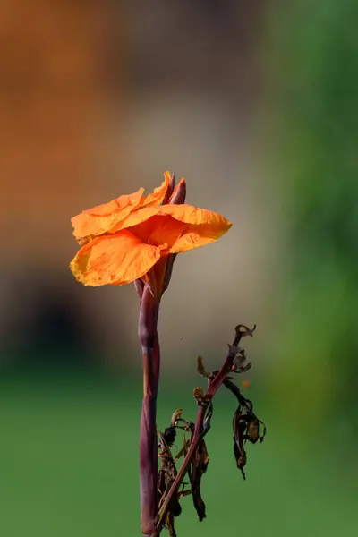Beautiful Orange Flower Garden — Stock Photo, Image