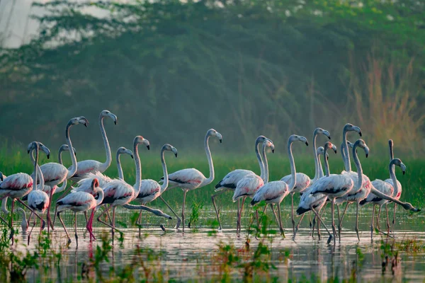 Gün Batımında Suda Pembe Flamingolar — Stok fotoğraf