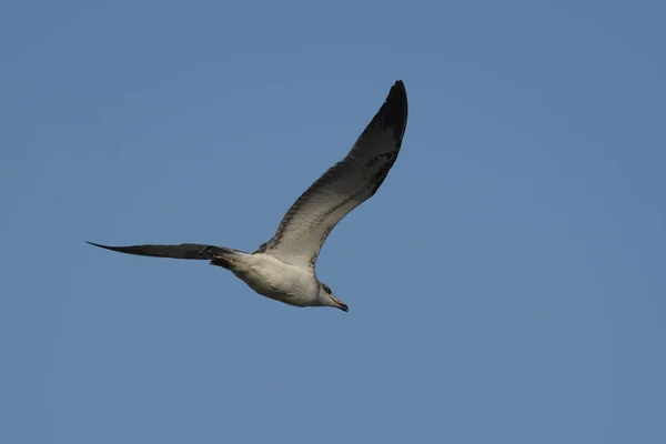 Gaviota Volando Cielo Azul — Foto de Stock