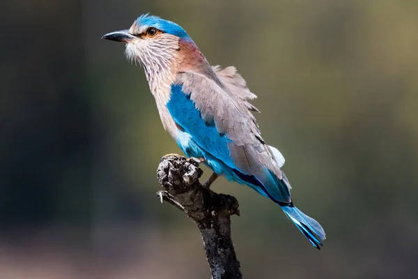 Gros Plan Martin Pêcheur Queue Bleue Perché Sur Une Branche — Photo