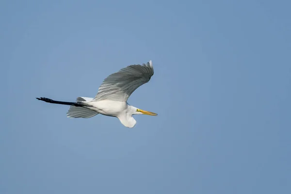 Pelicano Branco Voando Céu — Fotografia de Stock