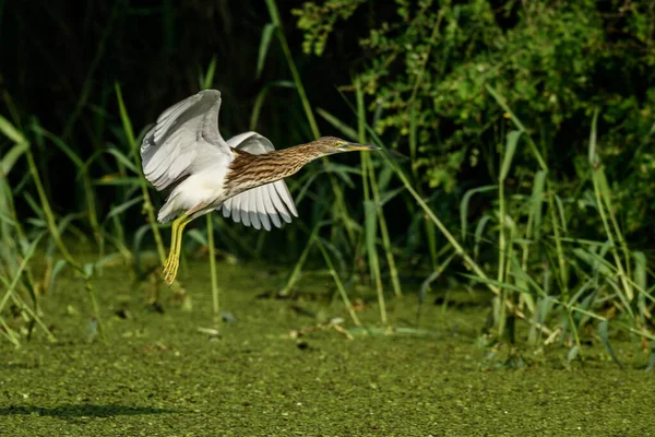 Indischer Teichreiher Fliegt Aus Dem Sumpf — Stockfoto