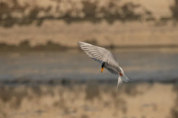 Río Tern Pájaro Volando Sobre Agua Amanecer —  Fotos de Stock