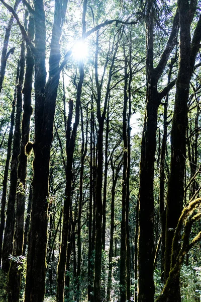 Vacker Skog Morgonen — Stockfoto