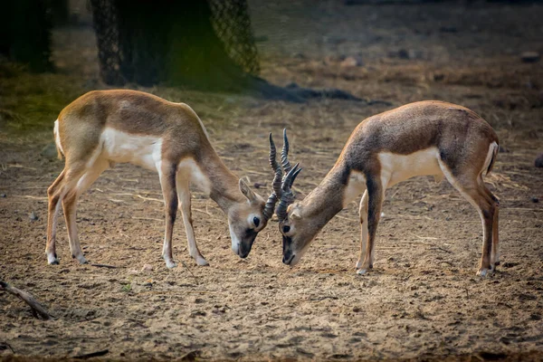 Deux Antilopes Combattant Dans Habitat Naturel — Photo