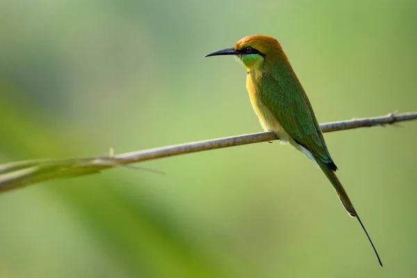 Schöner Vogel Auf Einem Ast — Stockfoto