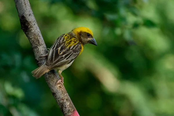 Oiseau Mignon Sur Branche Arbre — Photo