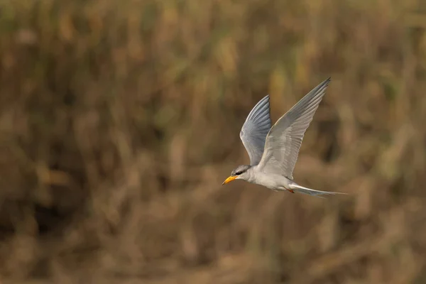 Fågel Som Flyger Över Fältet — Stockfoto