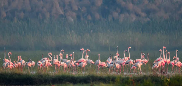 Parkta Pembe Flamingolar — Stok fotoğraf