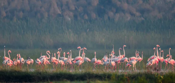Parkta pembe flamingolar