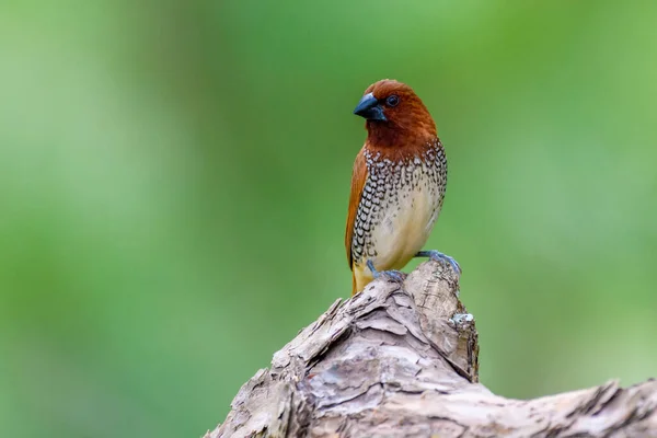 Крупный План Чешуи Птицы Грудная Munia Lonchura Punctulata — стоковое фото