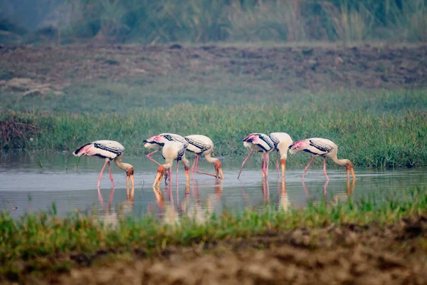 Grupo Flamingos Selvagens Água — Fotografia de Stock