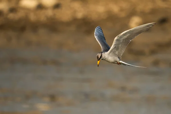 Río Tern Pájaro Volando Sobre Agua Amanecer —  Fotos de Stock