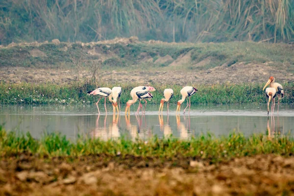 Flock Vilda Flamingos Vattnet — Stockfoto