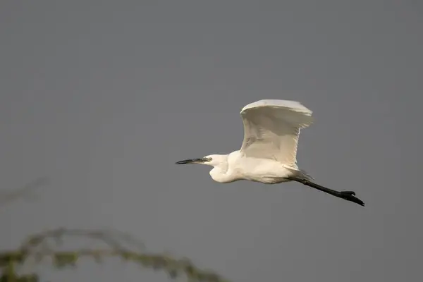 Witte Zilverreiger Tijdens Vlucht — Stockfoto