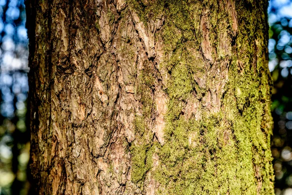 Кора Дерева Мохом Фоном — стокове фото