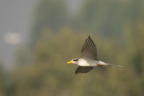 Vogel Fliegt Wald — Stockfoto
